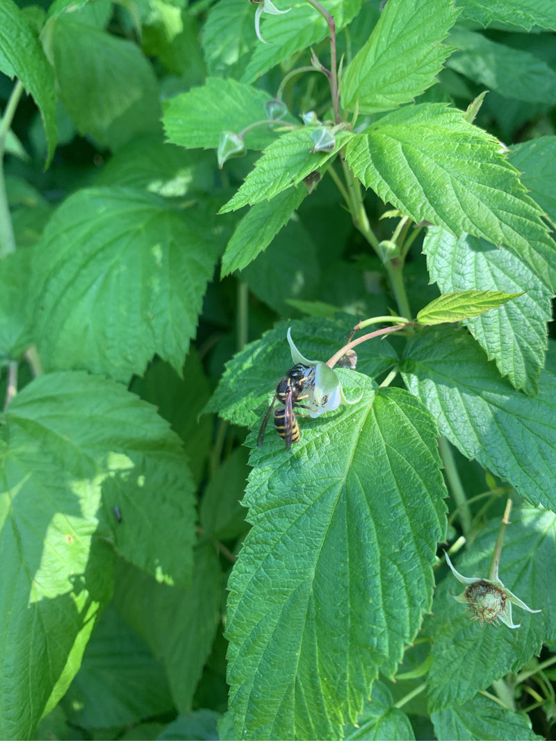 Gemeine Wespe — Bild 2