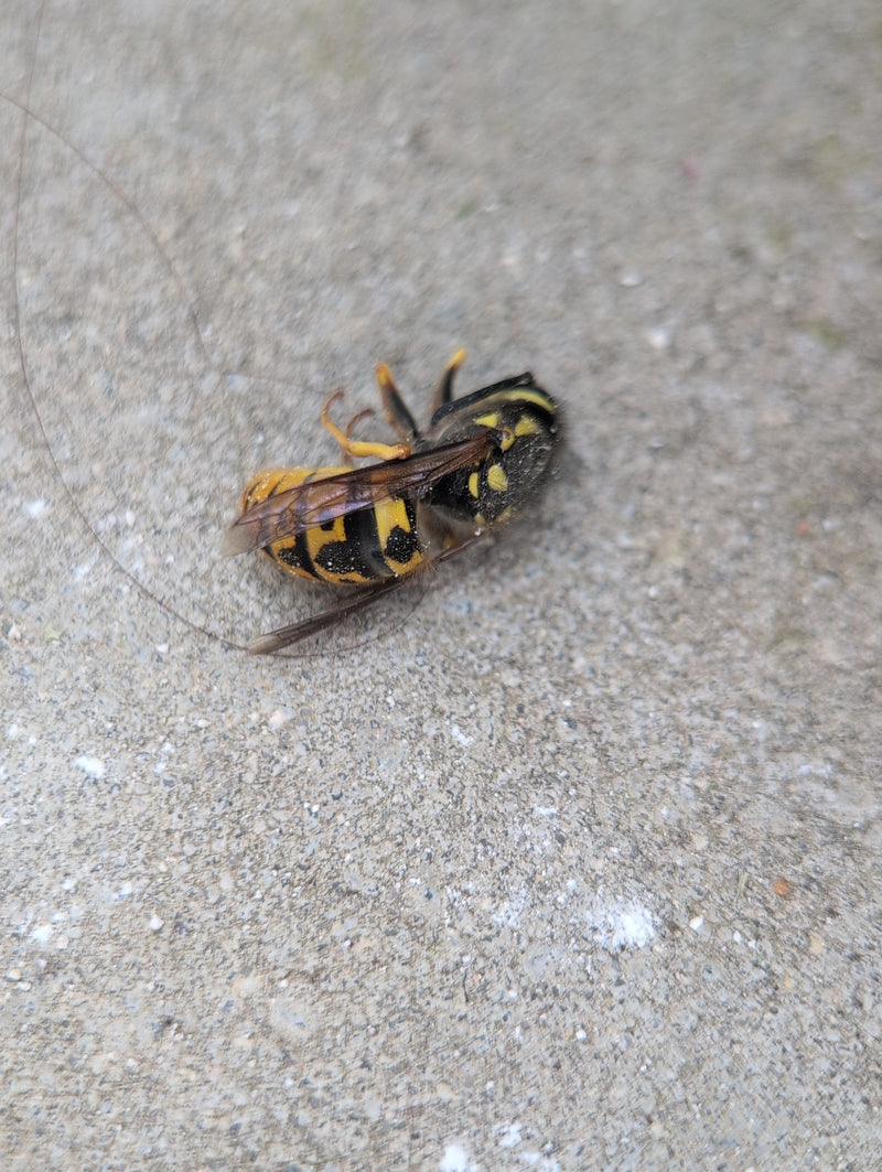 Gemeine Wespe — Bild 1