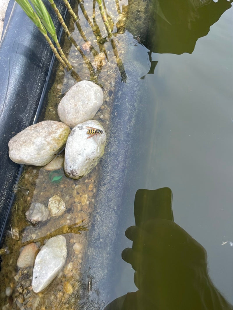 Gemeine Wespe — Bild 3