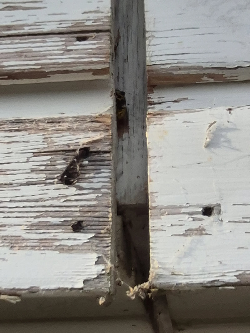 Eine Wespe der Gattung Vespula sitzt in einem Spalt einer alten Holzfassade. Das Insekt ist aufgrund der Umgebung nur schwer erkennbar.