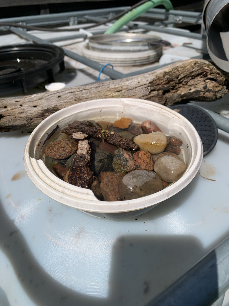 Eine Wespe sitzt auf einem kleinen Holzstück in einer mit Wasser und Steinen gefüllten Schale. Die Aufnahme zeigt das Tier von oben in einer künstlichen Umge...