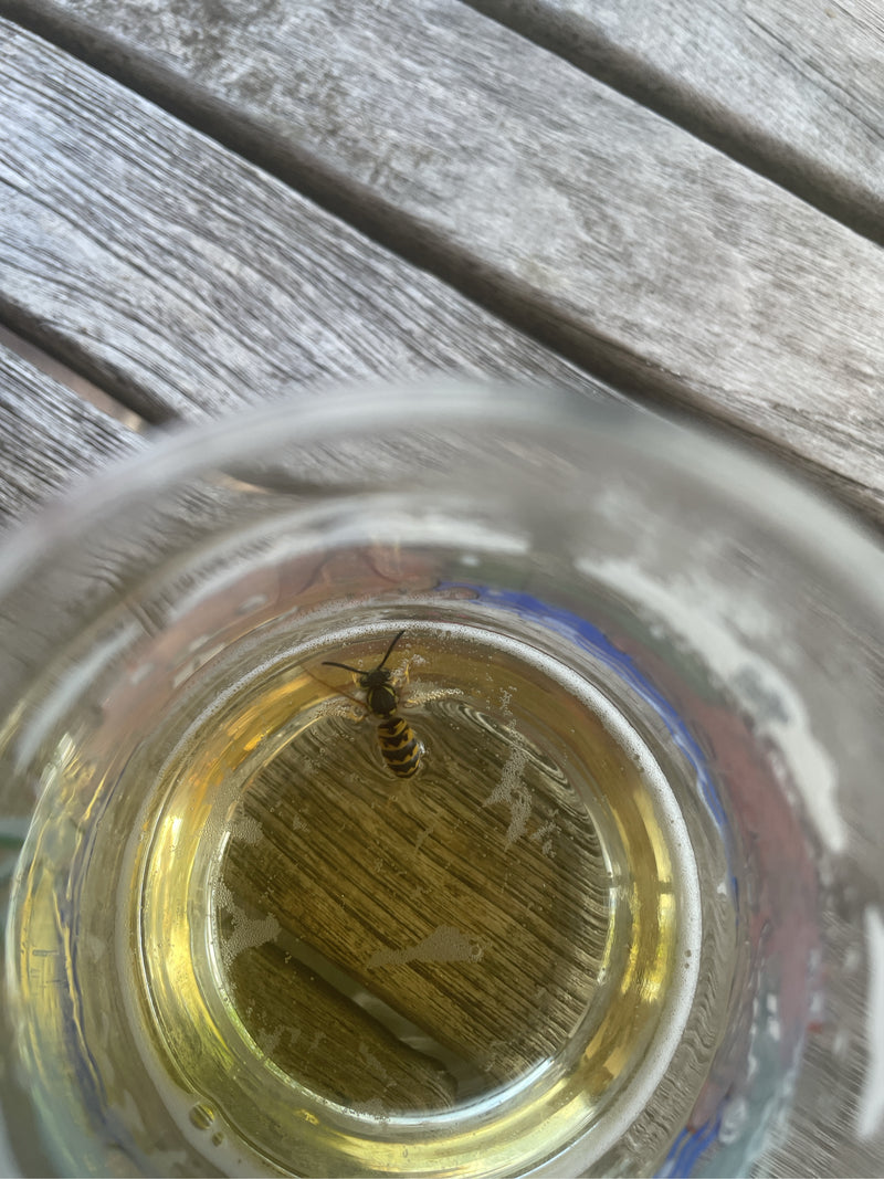 Eine Wespe der Gattung Vespula treibt in einer gelblichen Flüssigkeit in einem Glas. Das Glas steht auf einer hölzernen Oberfläche.