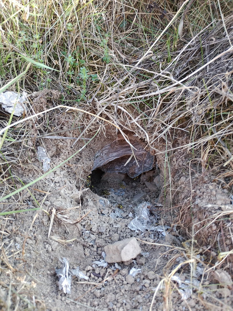 Auf dem Bild ist ein unterirdisches Wespennest in einem Erdloch zu sehen, umgeben von Gras und trockenem Laub. Mehrere Wespen der Gattung Vespula krabbeln am...