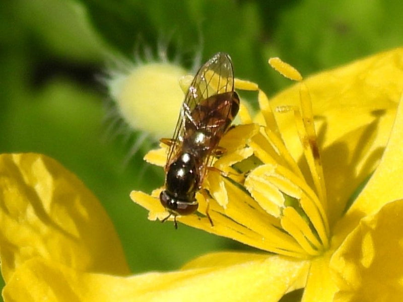 Eine Gemeine Wiesenschwebfliege sitzt auf den gelben Blütenblättern einer Blume. Das Insekt ist von oben gut erkennbar.