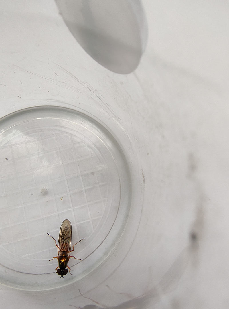 Eine Gemeine Wiesenschwebfliege sitzt auf dem Boden eines transparenten Plastikgefäßes. Sie verharrt ruhig in dieser Position.