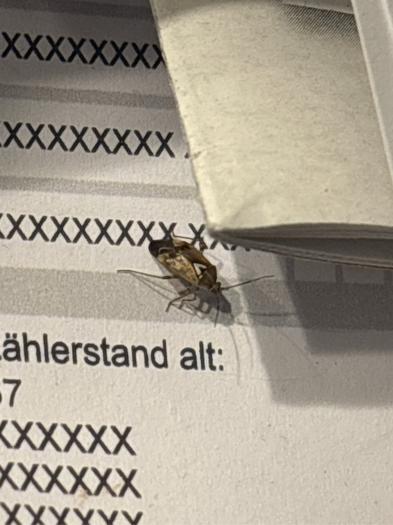 Gemeine Wiesenwanze — Bild 1 von 10