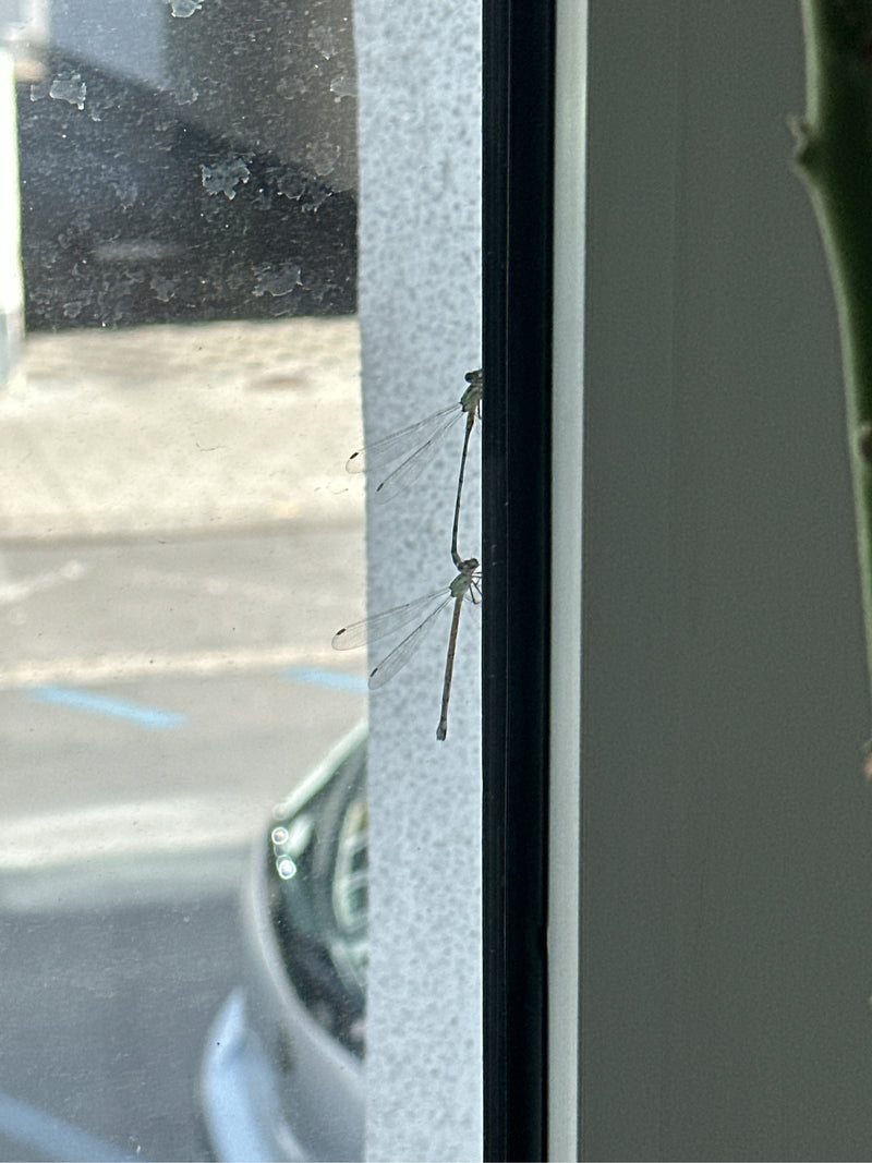 Zwei Gemeine Winterlibellen sitzen auf einem dunklen Fensterrahmen. Die schlanken Insekten mit durchsichtigen Flügeln verharren ruhig an der senkrechten Fläche.