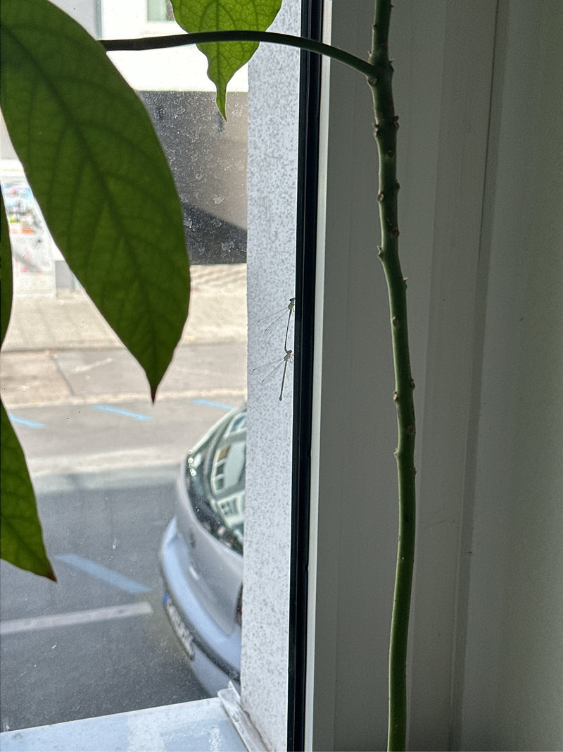 Zwei Gemeine Winterlibellen sitzen ruhig an einem Fensterrahmen in Innenräumen. Im Hintergrund ist verschwommen eine städtische Umgebung zu erkennen.