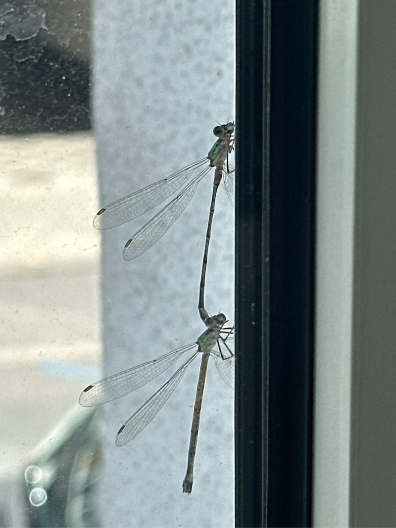 Zwei Gemeine Winterlibellen sitzen senkrecht an einer Fensterscheibe. Ihre schlanken Körper und die transparenten Flügel sind gut zu erkennen.