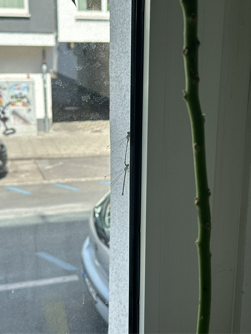 Zwei Gemeine Winterlibellen sitzen ruhig an einem hellen Fensterrahmen. Im Hintergrund ist verschwommen eine städtische Umgebung zu erkennen.