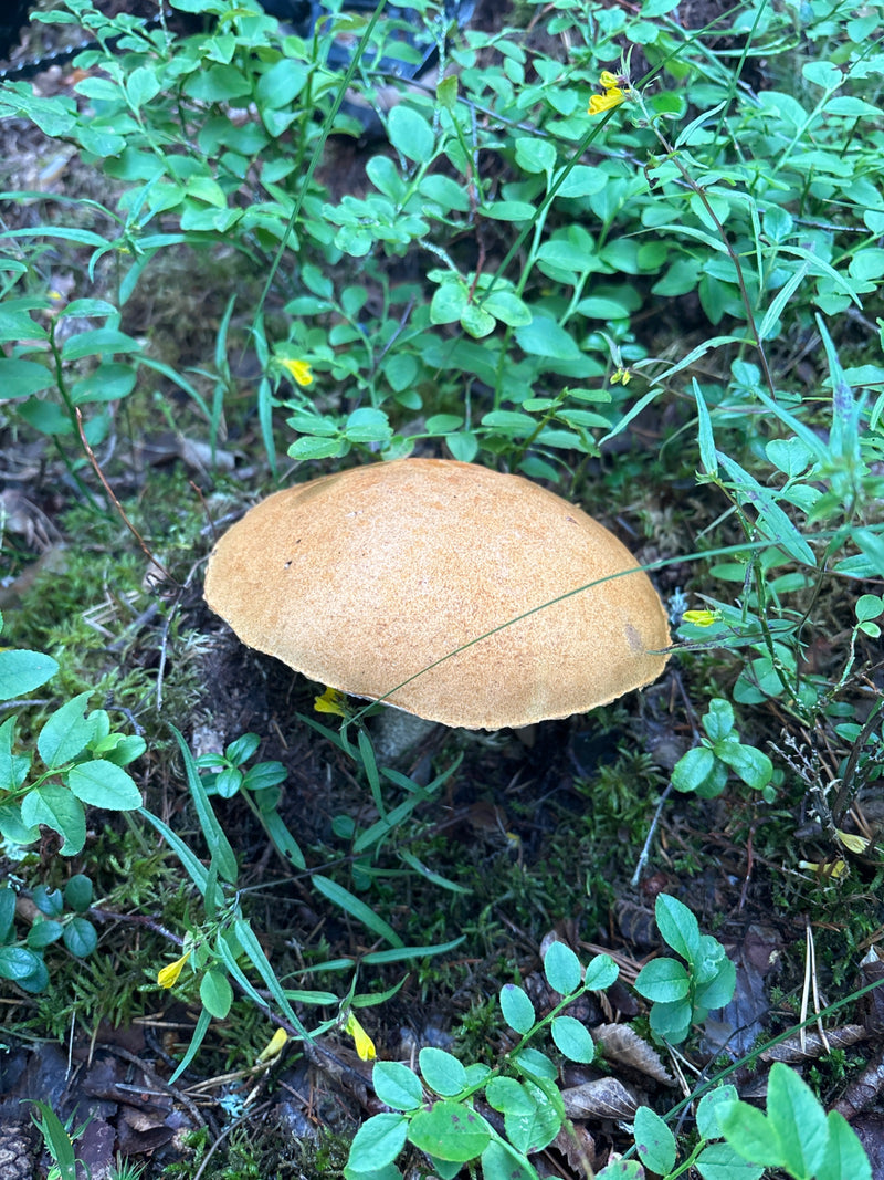 Gemeiner Birkenpilz — Bild 4 von 19