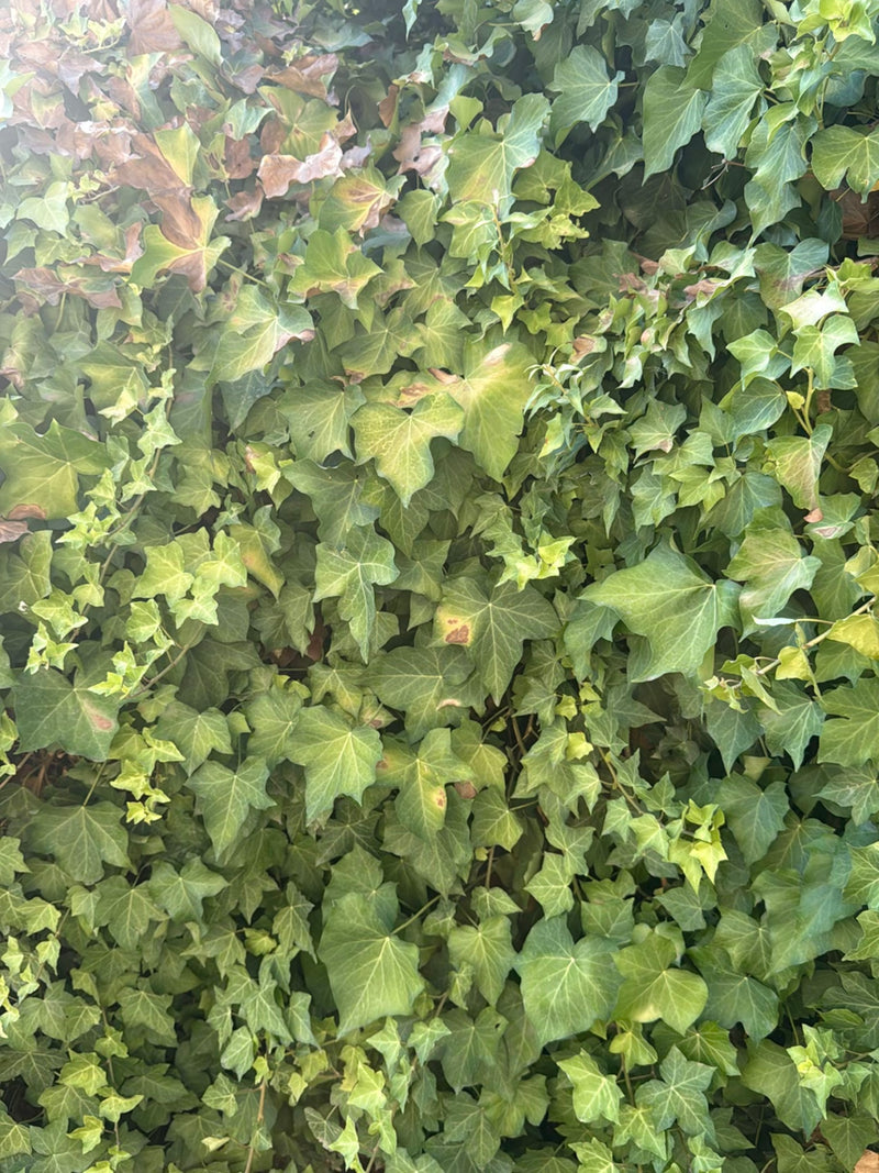 Efeu — Bild 1