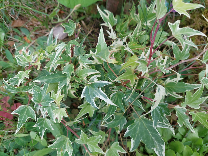 Efeu — Bild 5
