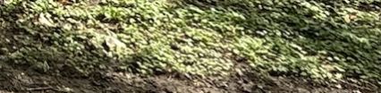 Efeu — Bild 4