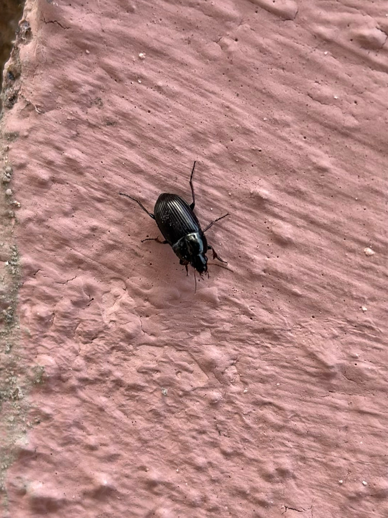 Auf dem Bild ist ein Gemeiner Grabkäfer mit glänzend schwarzem Körper auf einer strukturierten, rosafarbenen Oberfläche zu sehen. Das Inekt sitzt ruhig in Au...