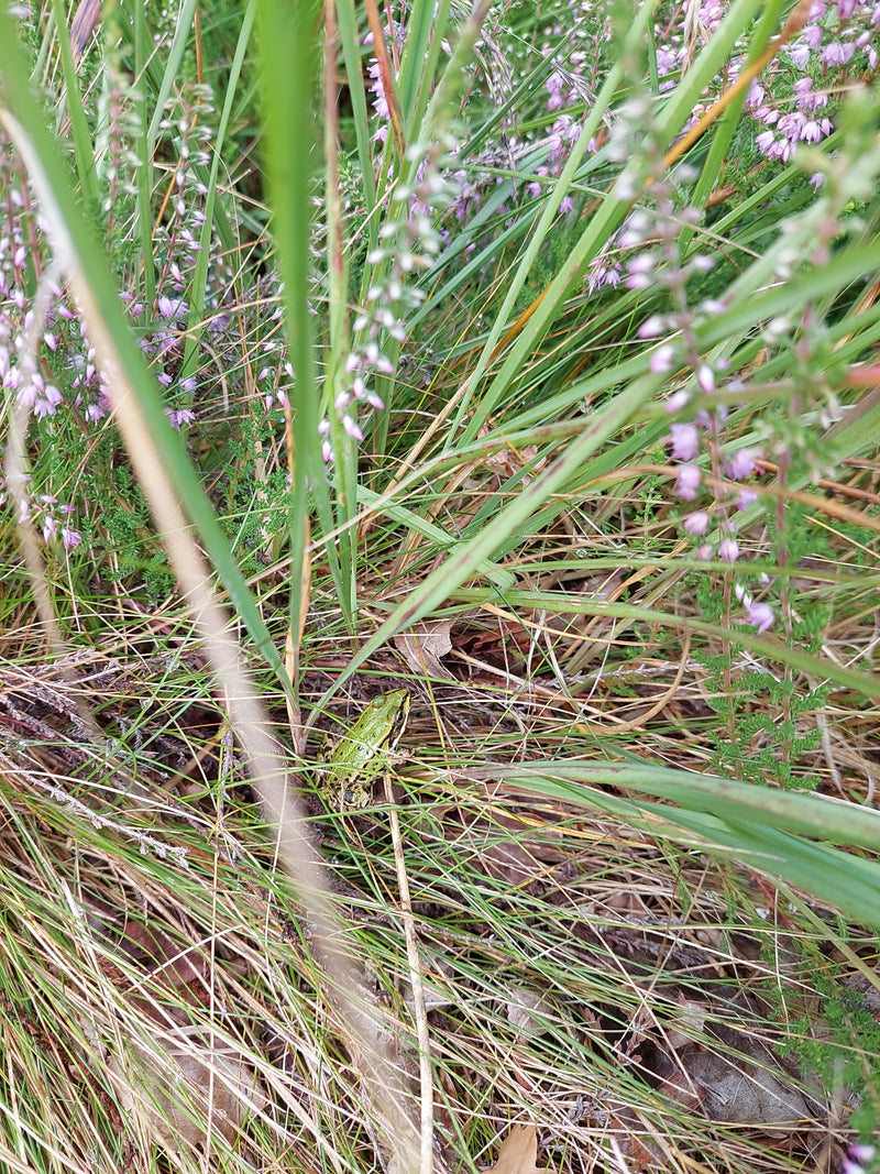 Gemeiner Grashüpfer — Bild 2 von 16