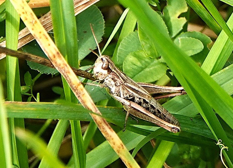 Ein Gemeiner Grashüpfer sitzt auf einem Grashalm inmitten von grünem Gras. Die seitliche Perspektive zeigt das Insekt in seiner natürlichen Umgebung.