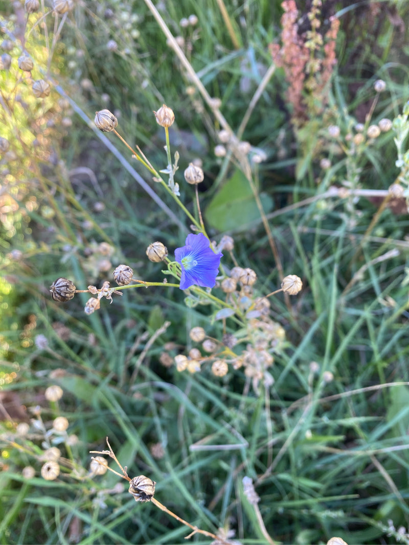 Eine blühende Flachspflanze mit einer einzelnen blauen Blüte und zahlreichen reifen Samenkapseln zwischen Gräsern.