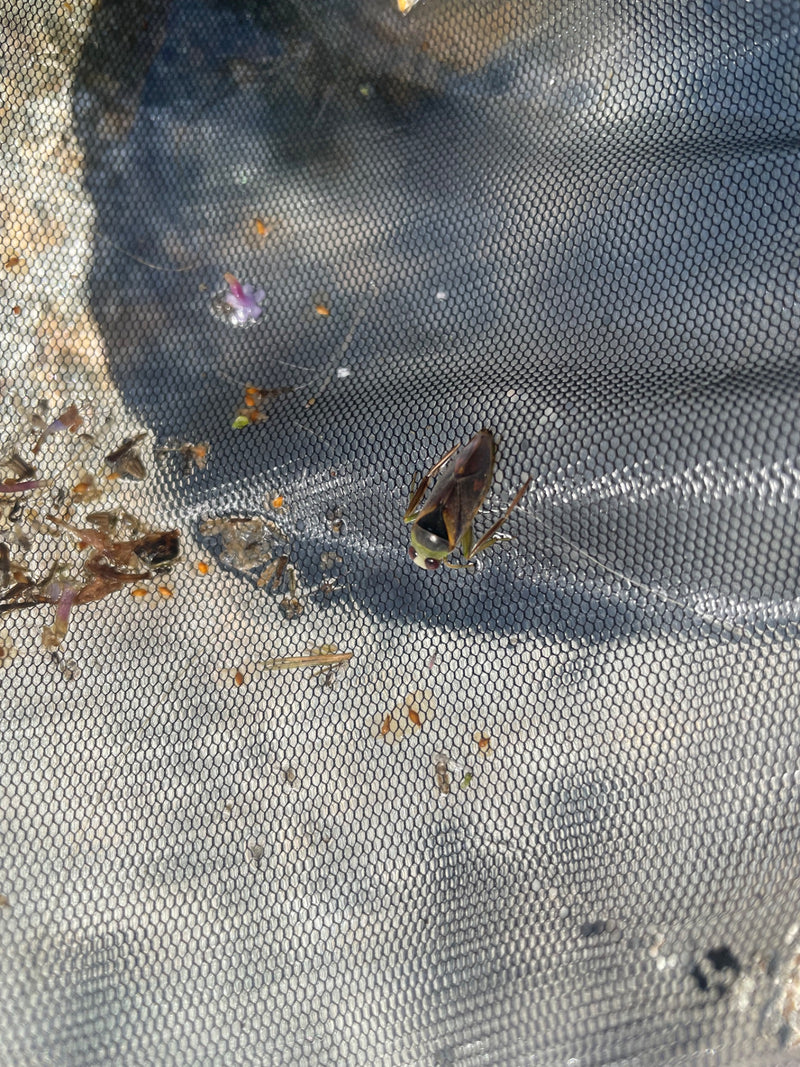 Gemeiner Rückenschwimmer — Bild 1 von 16