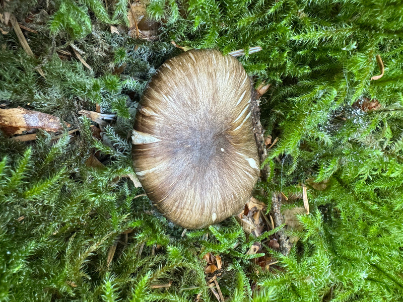 Der Hut eines Gemeinen Rötlings ist von oben inmitten von dichtem grünem Moos auf dem Waldboden zu sehen.