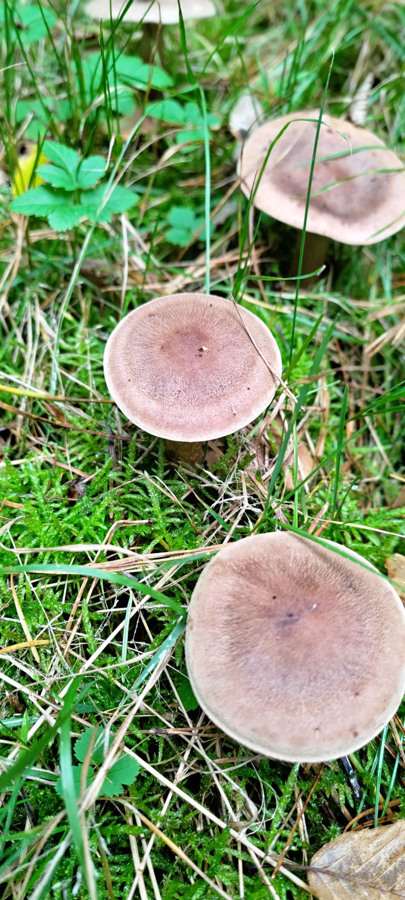 Mehrere Fruchtkörper des Gemeinen Rötlings wachsen auf einem moosigen und grasigen Waldboden.