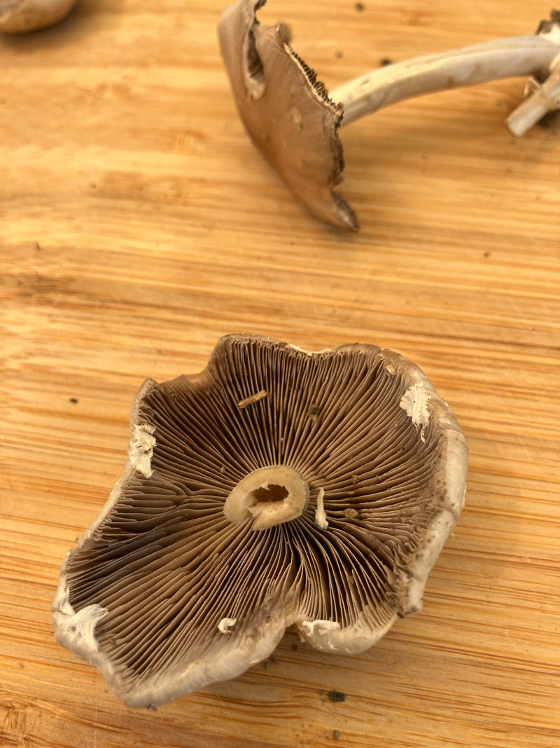 Der Gemeine Rötling ist ein giftiger Pilz aus der Familie der Rötlingsverwandten. Er ist durch seine graubraunen Hüte und die sich im Alter rosa verfärbenden...