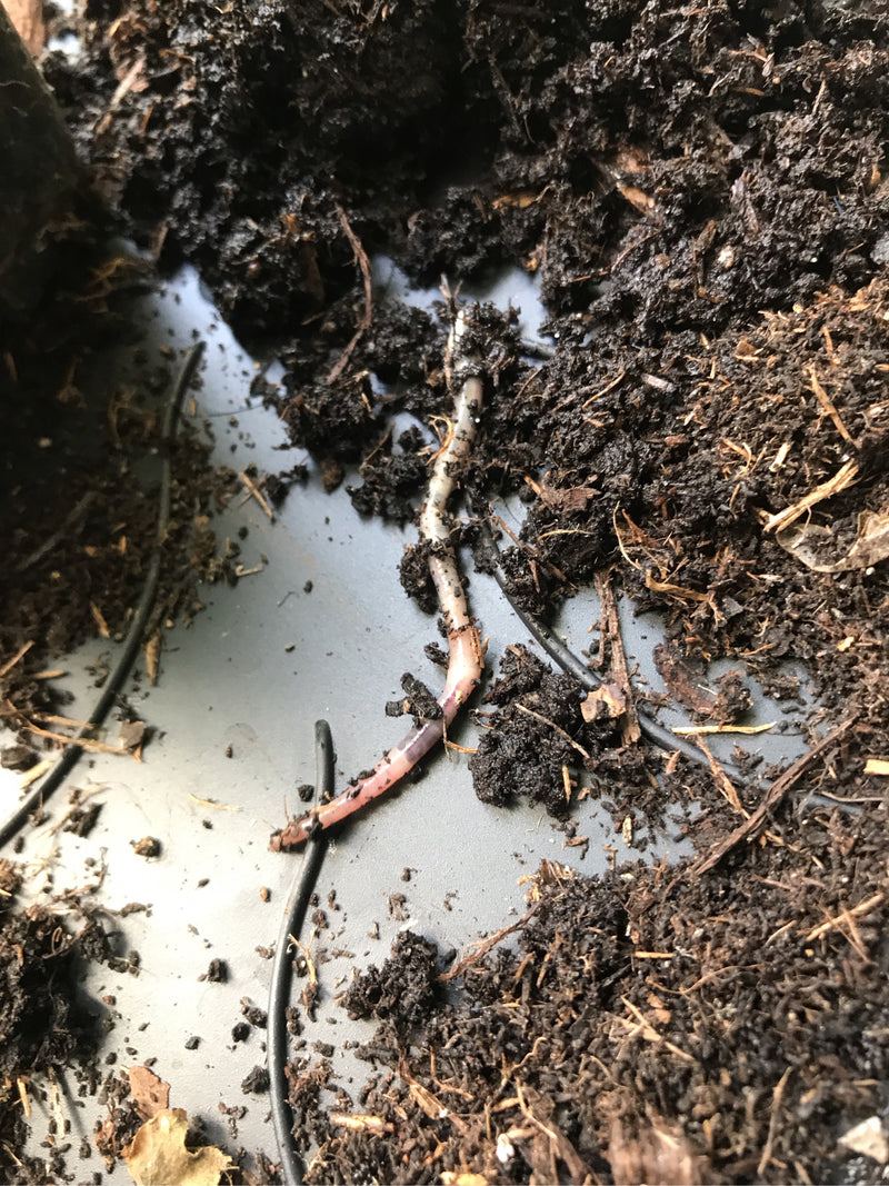 Gemeiner Regenwurm — Bild 5