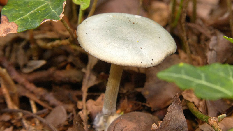 Auf dem Waldboden steht ein einzelner Fruchtkörper des Gemeinen Rettich-Helmlings mit einem charakteristischen, leicht glänzenden Hut und schlanken Stiel. Er...
