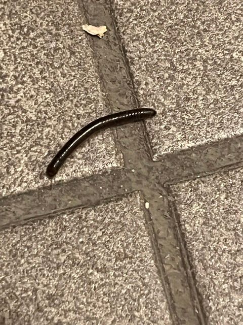 Auf einem grauen Steinboden ist ein Gemeiner Feldschnurfüßer von oben zu sehen. Das längliche, dunkel gefärbte Tier bewegt sich langsam fort.
