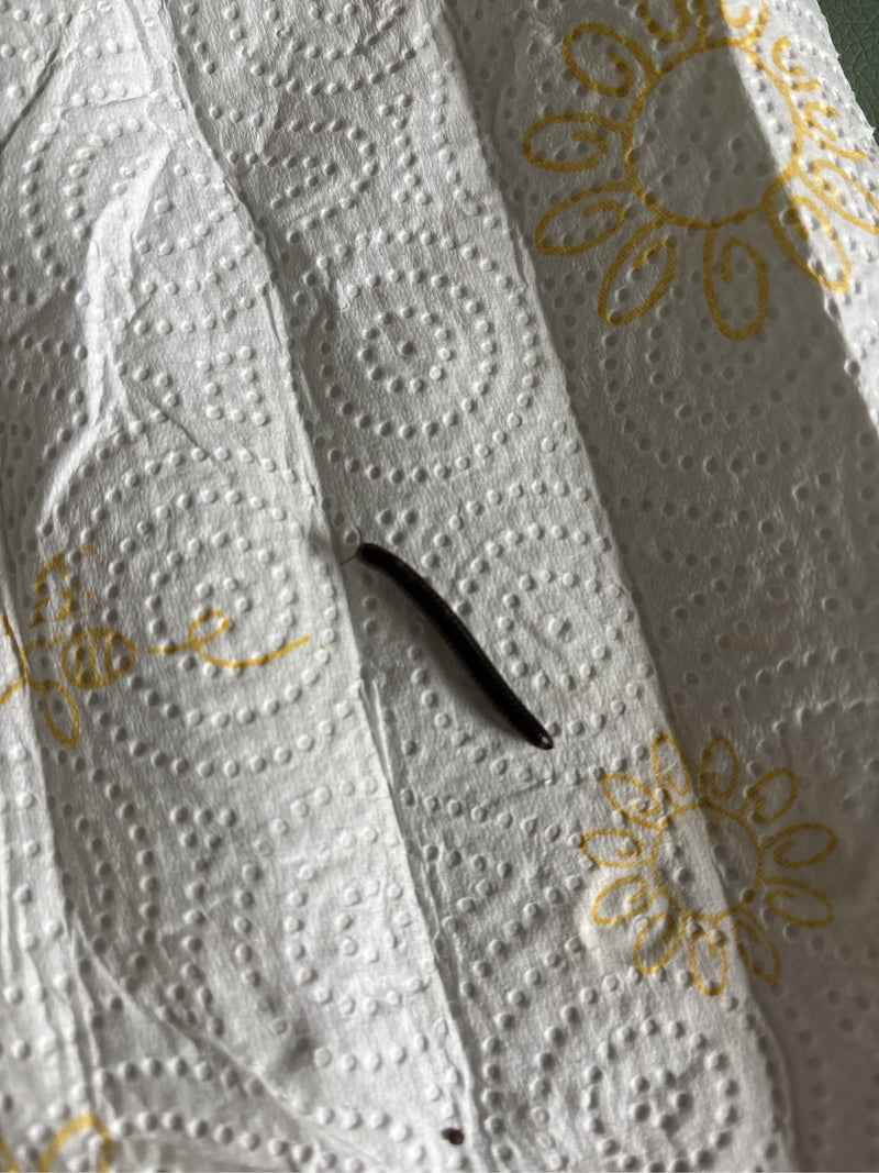 Auf dem Bild ist ein Gemeiner Feldschnurfüßer zu sehen, der auf weißem Küchenpapier mit gelben Mustern liegt. Der längliche, dunkle Tausendfüßler ist von obe...