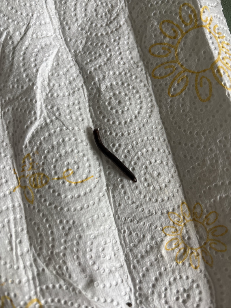 Auf einem gemusterten weißen Papiertuch ist ein Gemeiner Feldschnurfüßer von oben zu sehen. Das Tier bewegt sich langsam über den Untergrund.