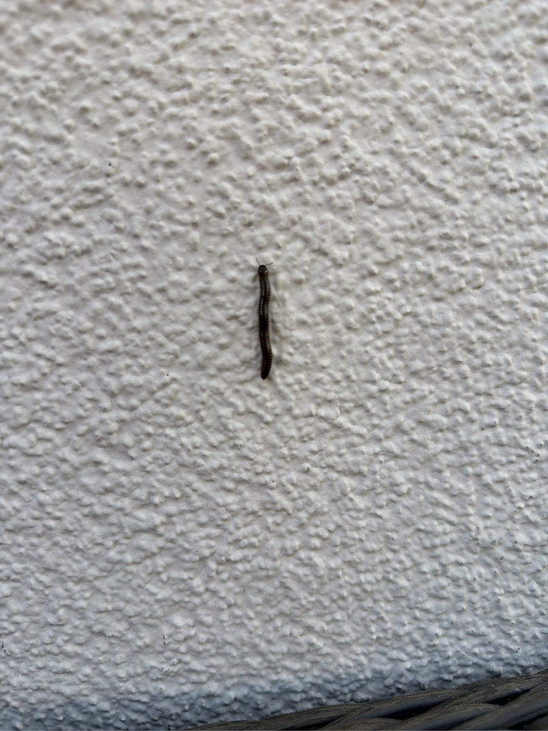 Ein Gemeiner Feldschnurfüßer krabbelt senkrecht an einer strukturierten, hellen Hauswand nach oben. Das langgestreckte, dunkle Tier ist gut erkennbar.