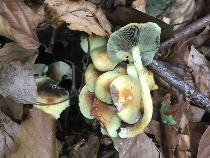Gemeiner Schwefelkopf — Bild 5