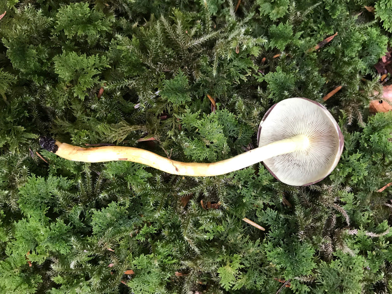 Gemeiner Schwefelkopf — Bild 1