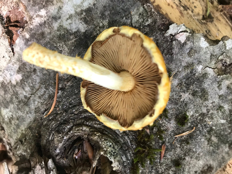Gemeiner Schwefelkopf — Bild 2