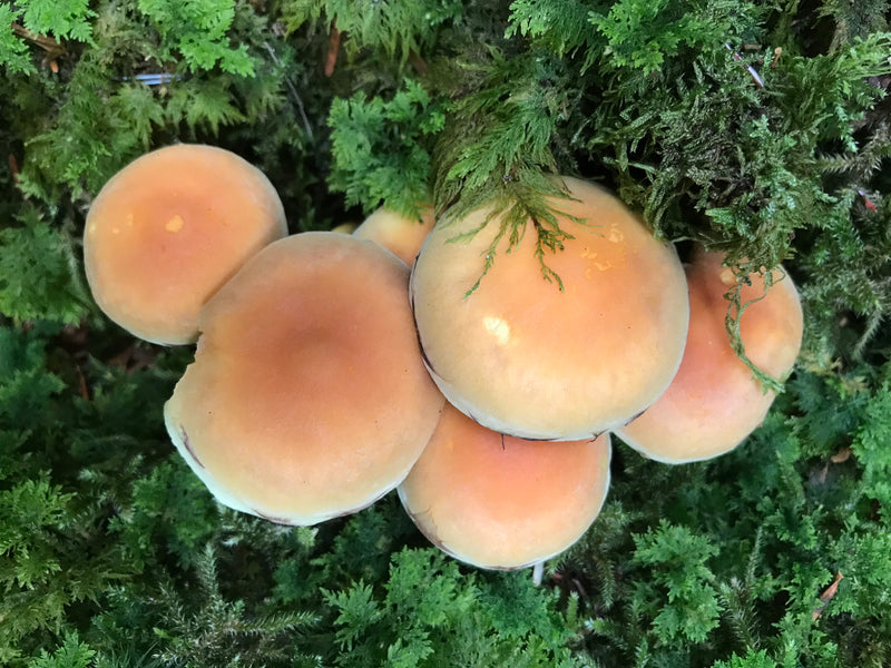 Gemeiner Schwefelkopf — Bild 4