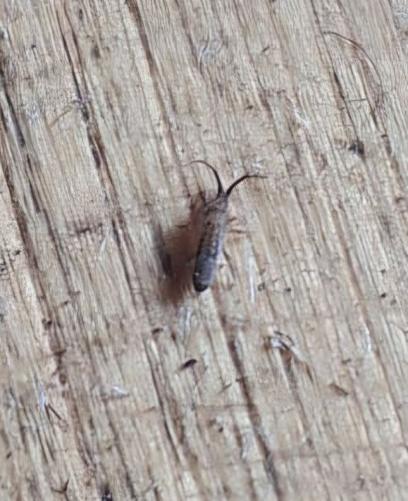 Auf einer strukturierten Holzoberfläche sitzt ein Gemeiner Springschwanz. Das kleine Insekt ist in einer Nahaufnahme von oben zu sehen.