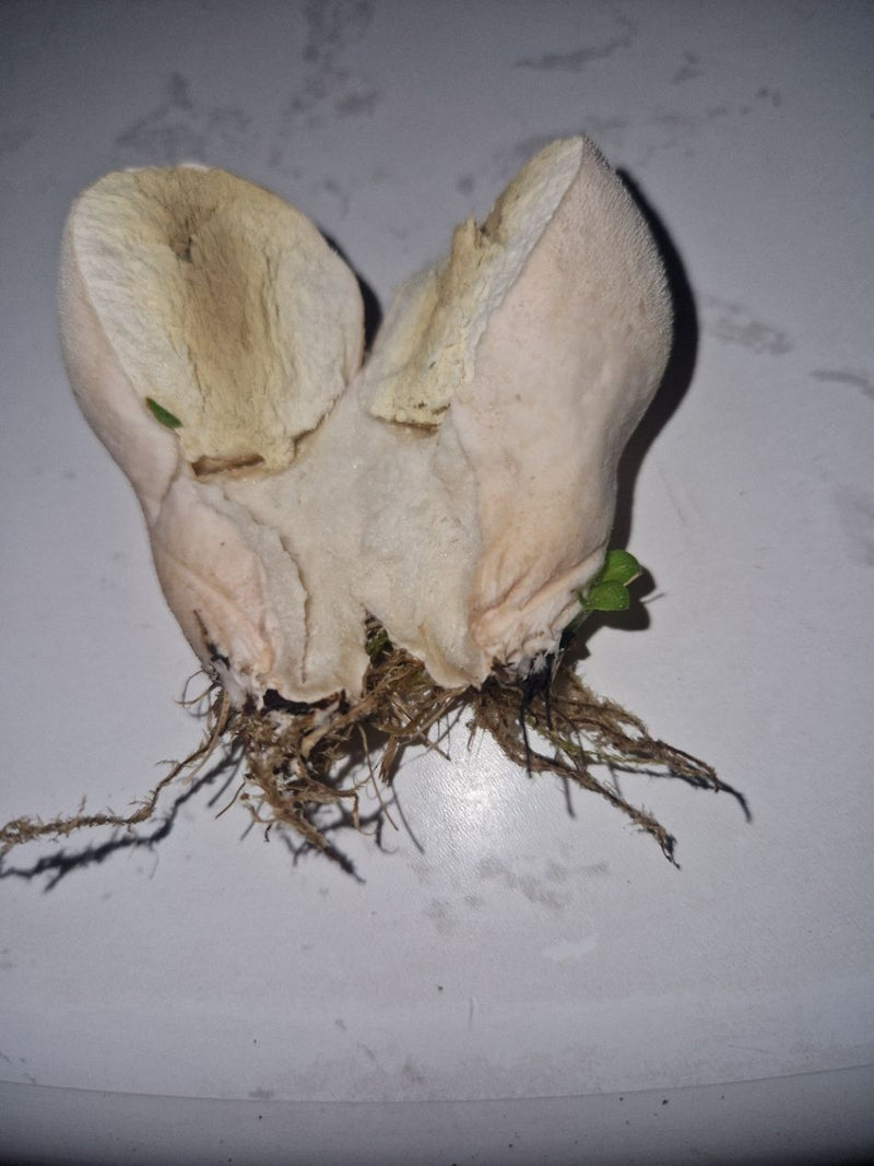 Zu sehen ist ein in zwei Hälften geschnittener Fruchtkörper des Gemeinen Stäublings. Die helle, homogene Innenschicht und die darunter befindlichen Wurzel- o...