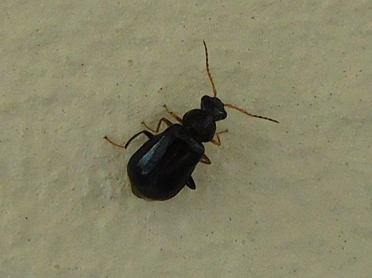 Gemeiner Staubkäfer — Bild 3