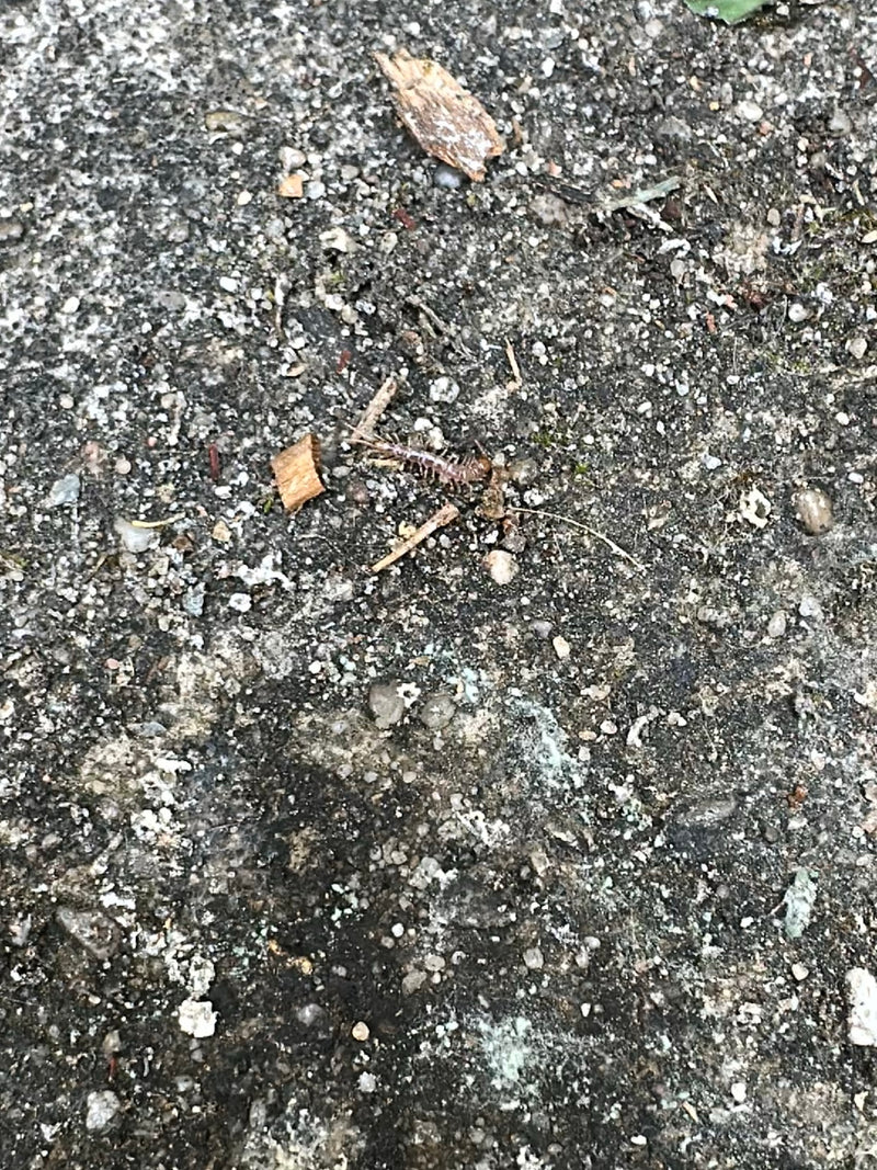 Ein Gemeiner Steinläufer läuft über einen steinigen und staubigen Untergrund. Das langgestreckte, vielbeinige Tier ist gut zu erkennen.