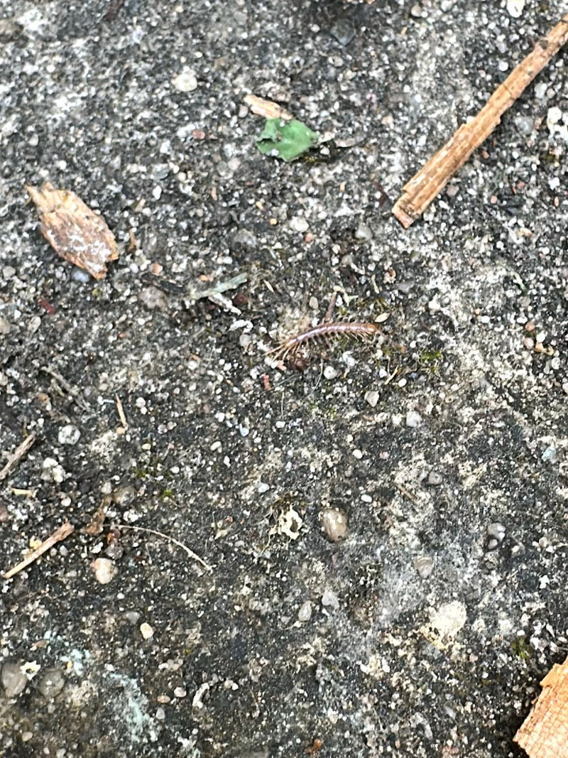 Auf einem steinigen Untergrund läuft ein Gemeiner Steinläufer. Das langgestreckte, vielbeinige Tier ist gut zu erkennen.