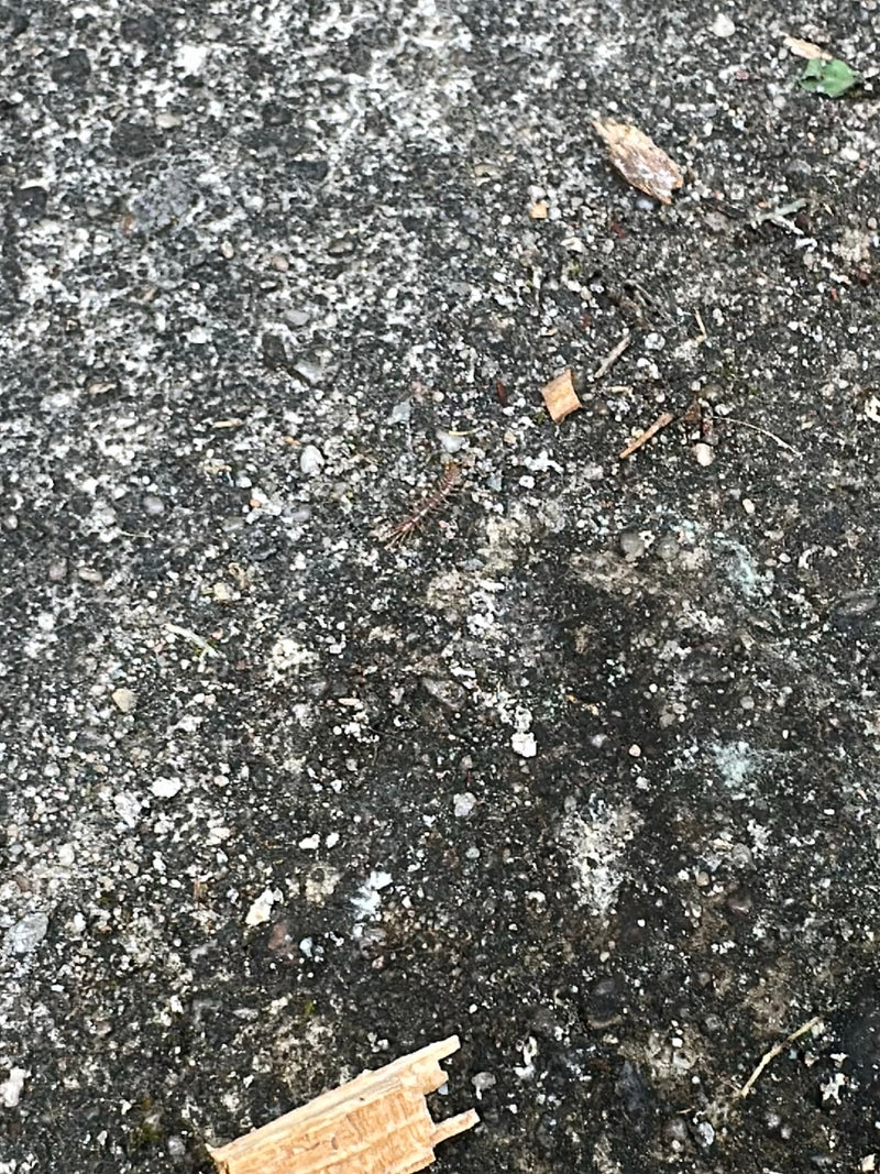 Ein Gemeiner Steinläufer läuft über einen grauen Steinboden. Das Tier ist aufgrund der Distanz recht klein abgebildet.