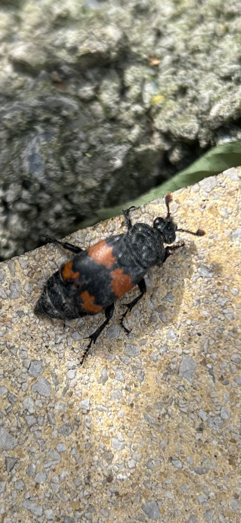 Gemeiner Totengräber — Bild 2 von 17