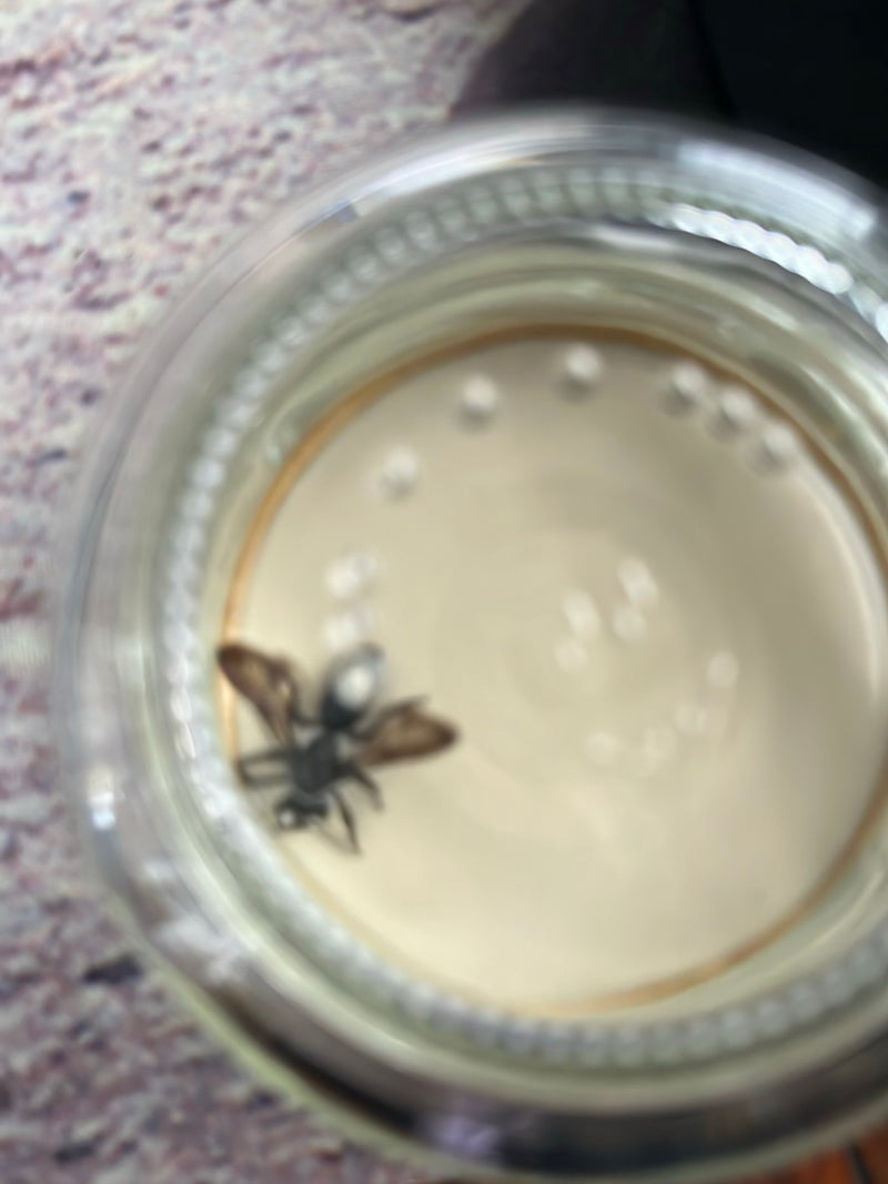 Auf dem Bild ist ein Gemeiner Trauerschweber in einem Gefäß zu sehen. Das Insekt ruht auf dem hellen Untergrund.