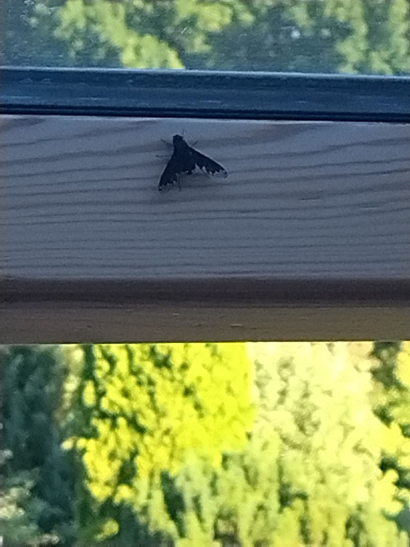 Ein Gemeiner Trauerschweber sitzt auf einem hölzernen Fensterrahmen. Seine charakteristisch gemusterten, dunklen Flügel sind deutlich zu erkennen.
