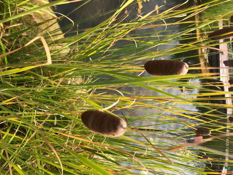 Gemeiner Wasserläufer — Bild 2 von 16