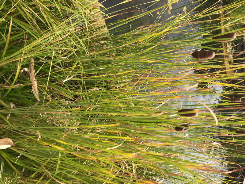 Gemeiner Wasserläufer — Bild 1 von 16