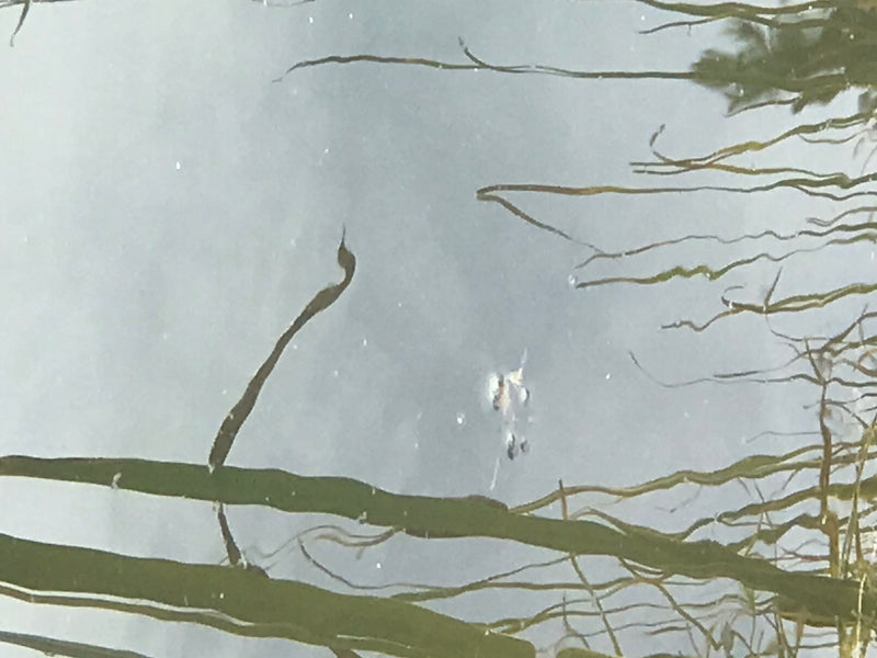 Ein Gemeiner Wasserläufer steht auf der Wasseroberfläche eines ruhigen Gewässers. Im Hintergrund spiegeln sich Pflanzen und Uferstrukturen.