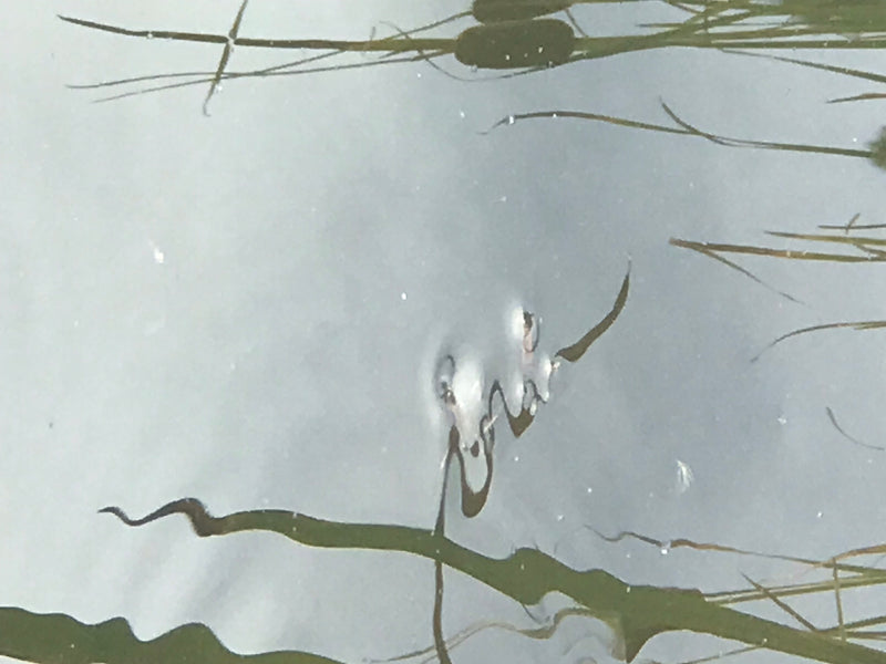 Ein Gemeiner Wasserläufer steht auf der Wasseroberfläche, wobei seine Beine leichte Dellen im Wasser erzeugen. Im Hintergrund sind Spiegelungen von Uferveget...
