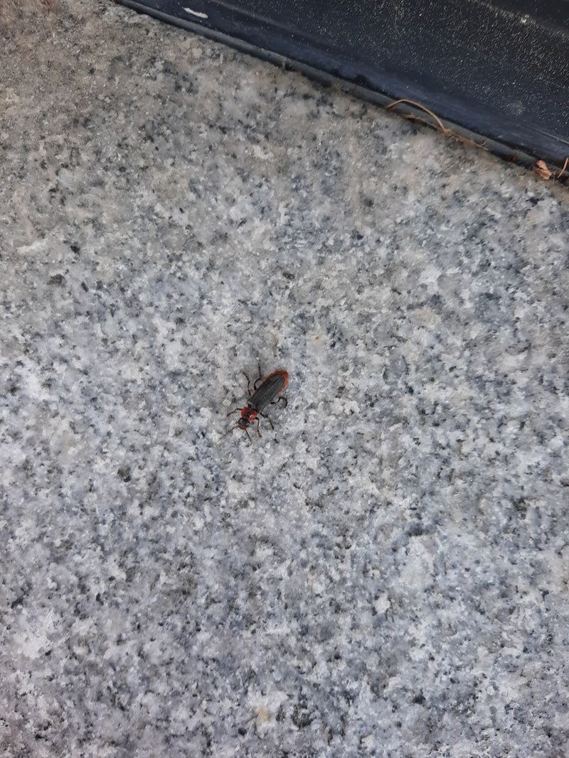 Gemeiner Weichkäfer — Bild 5 von 18